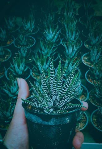 Artisan carefully arranging colorful succulent plants in handmade pots for a personalized order.