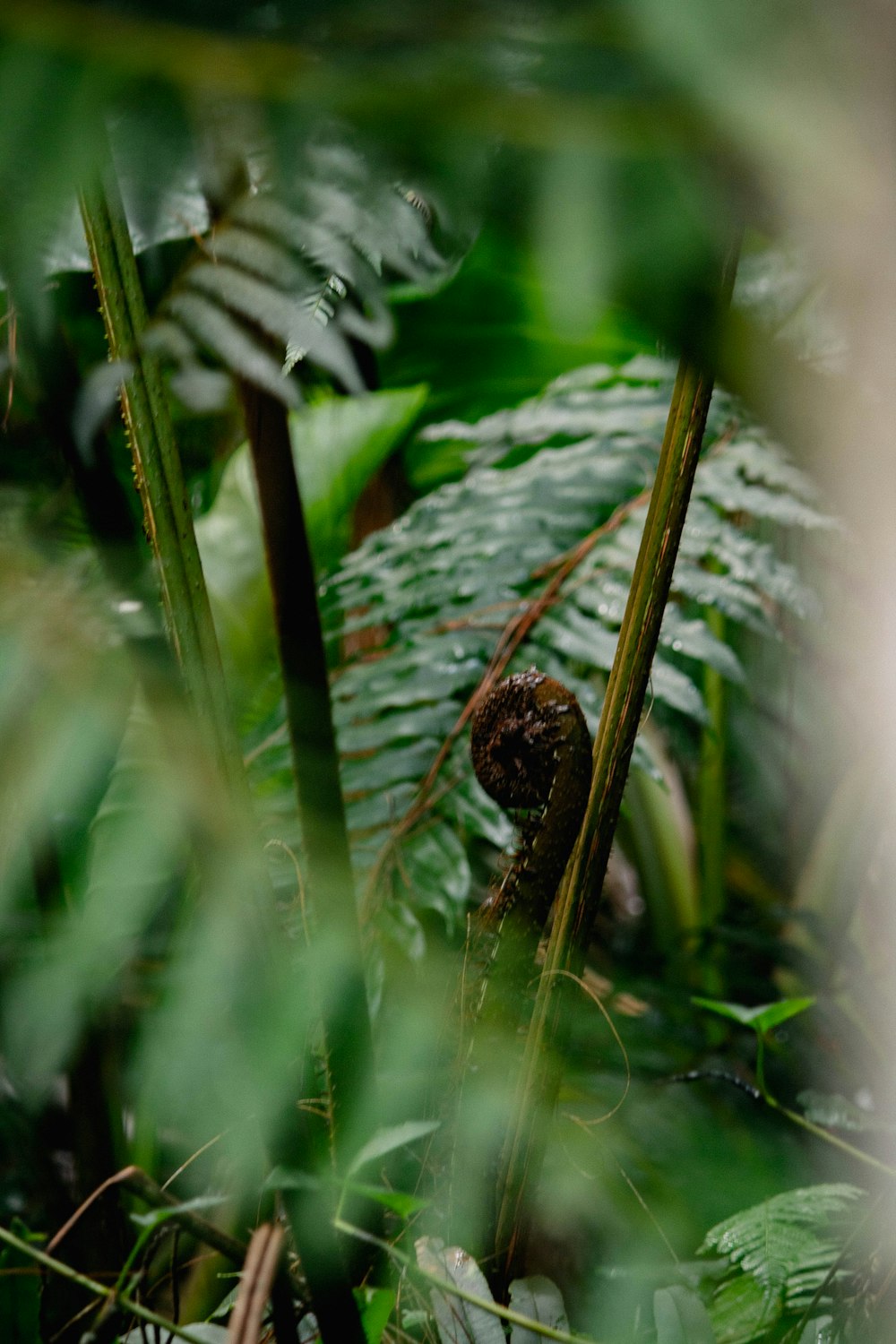 selective focus photography of fern plant bud