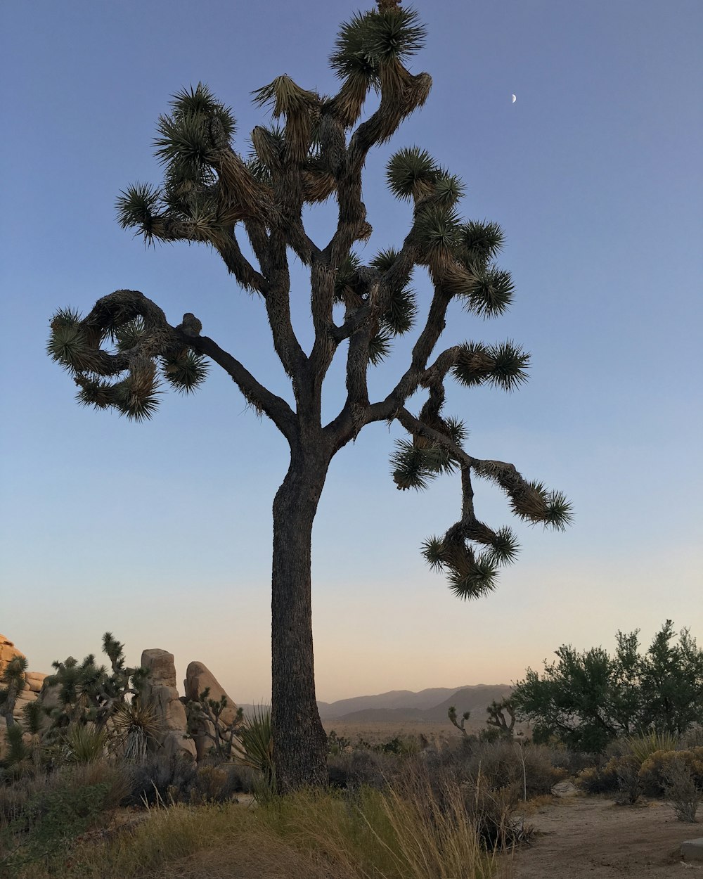 árbol de hojas verdes