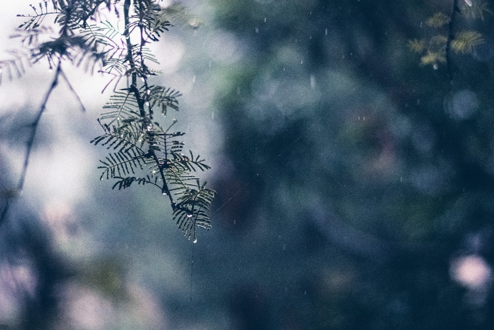 日中の木の枝