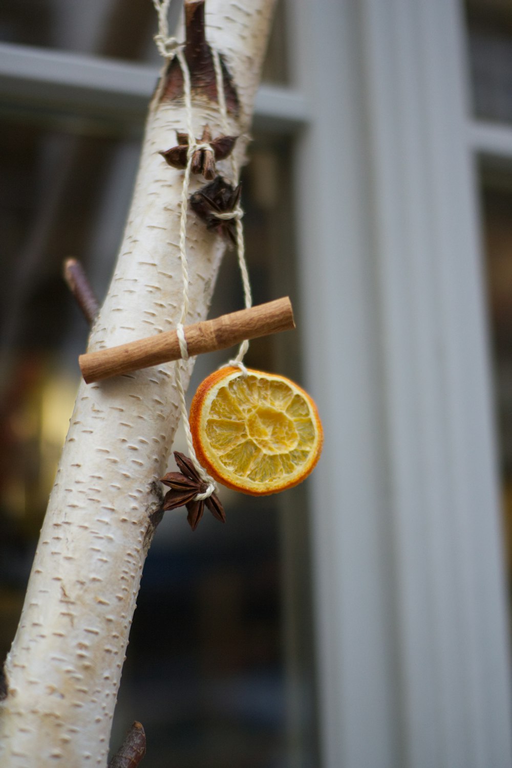 orange fruit on tree