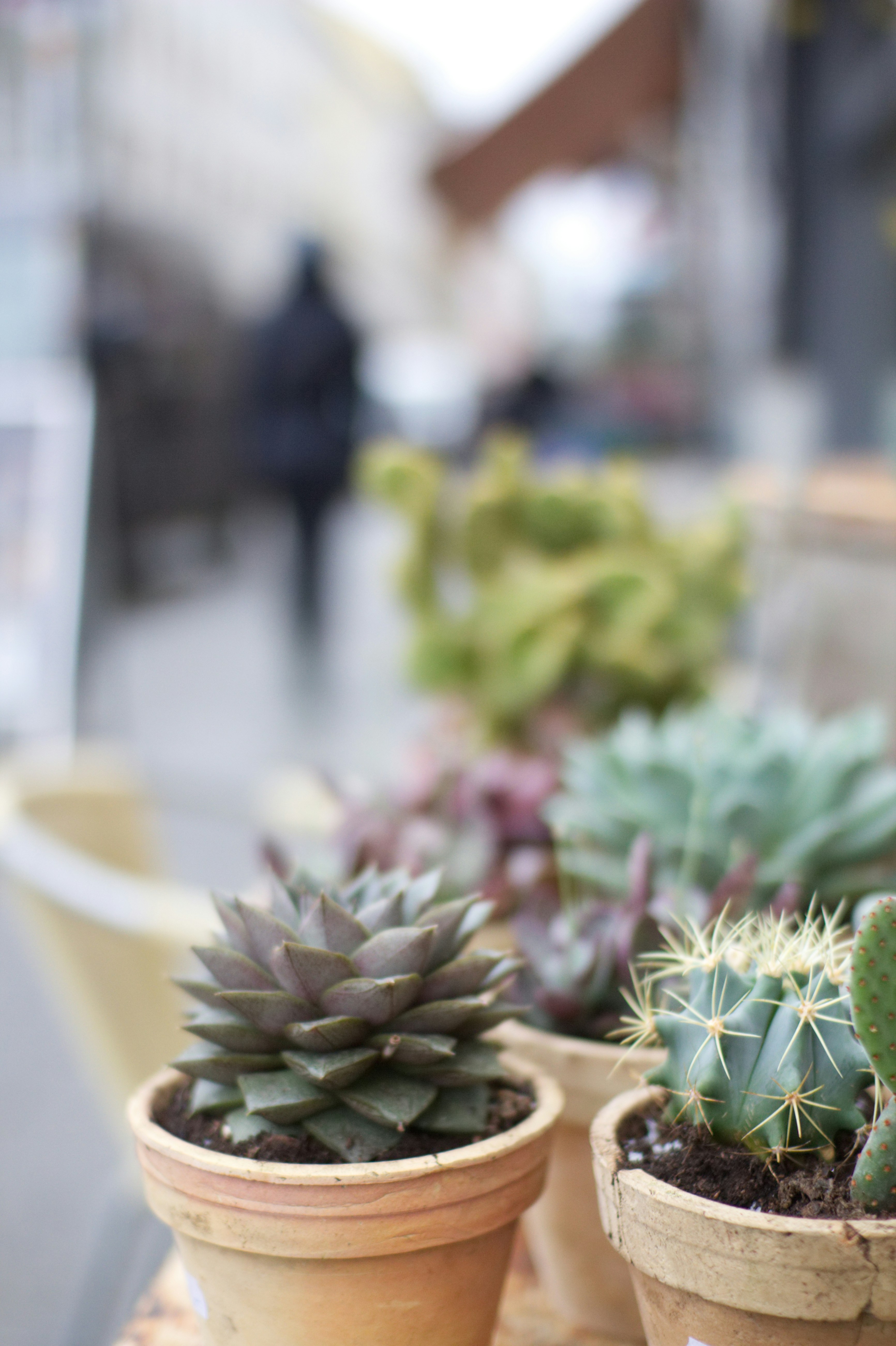 Cute tiny cactus varieties on display, showcasing their vibrant colors and unique shapes.