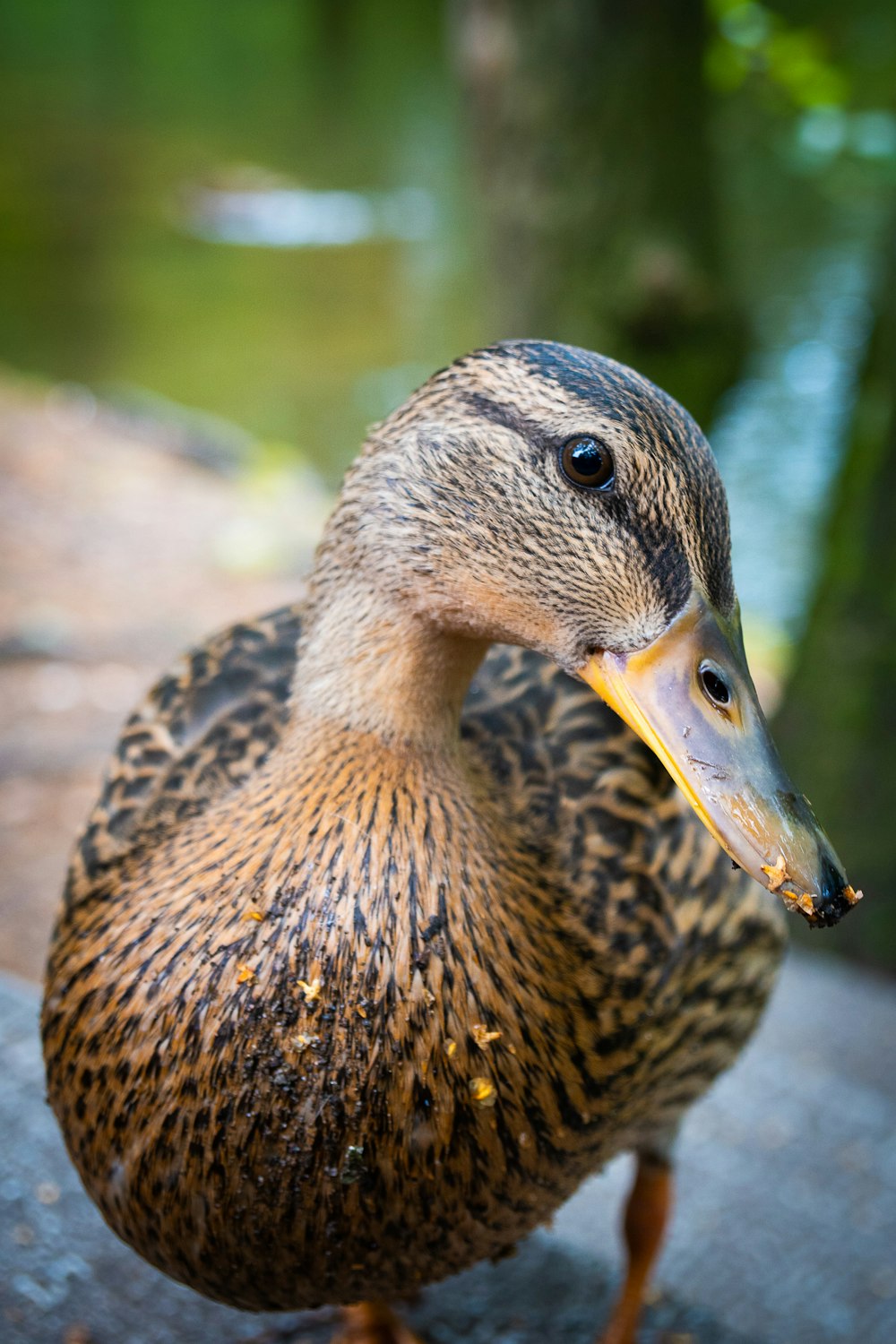 selective focus photography of brown and gray duck