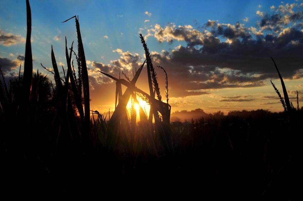 silhouette of plants during golden hour