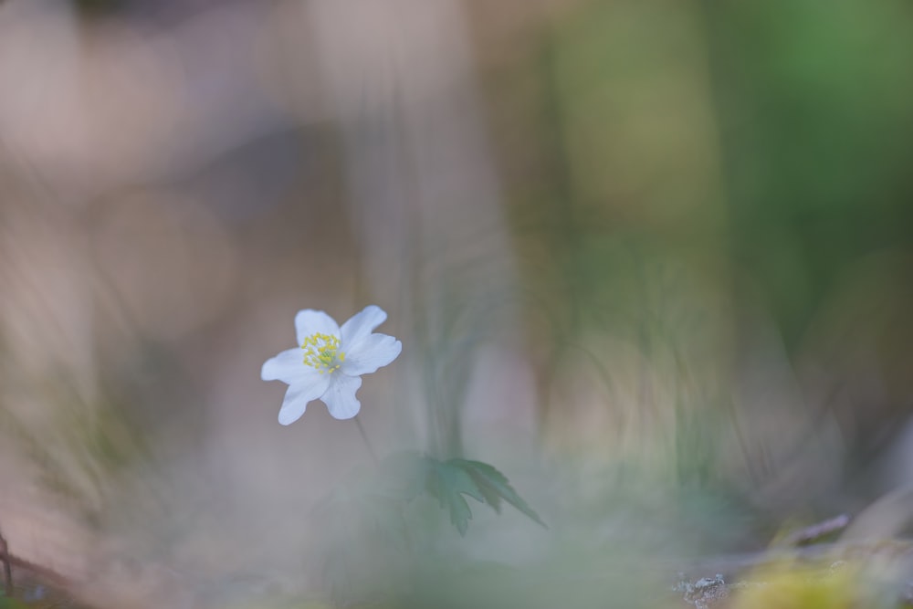 selective focus photo of white petaled flower