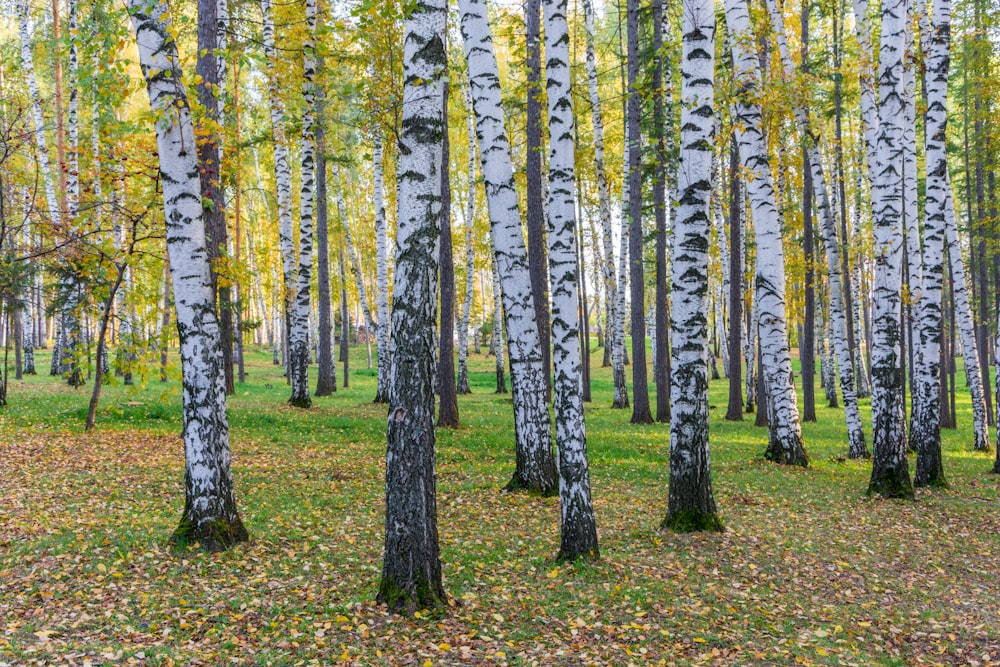 green-leafed trees during daytime