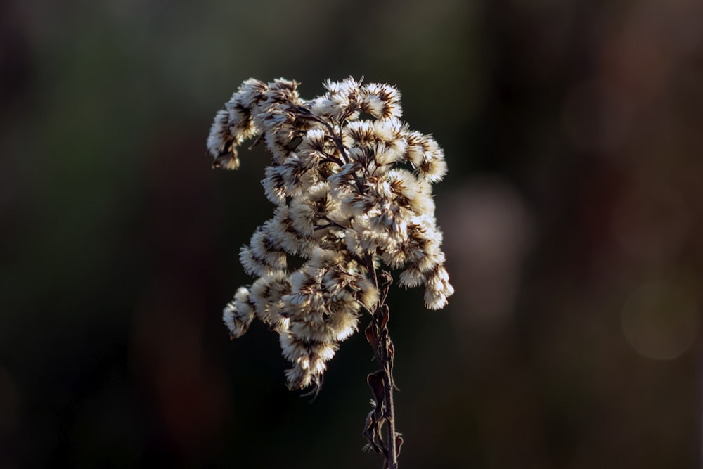 white petaled flower