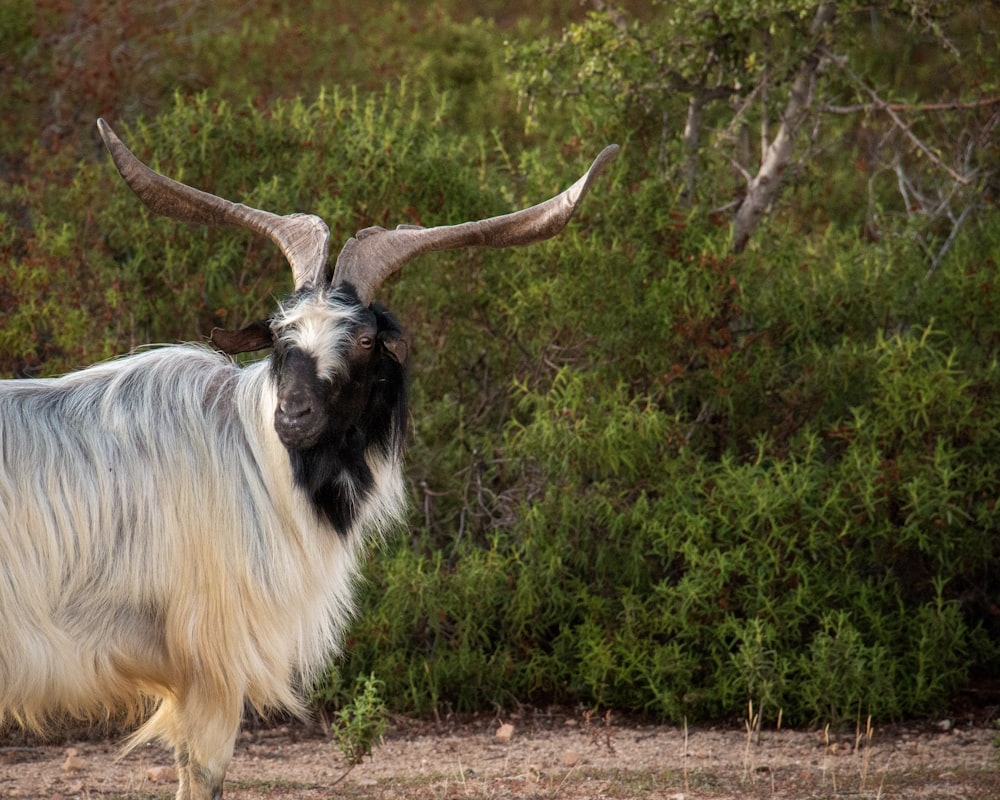 white and black goat standing near green leafed plant