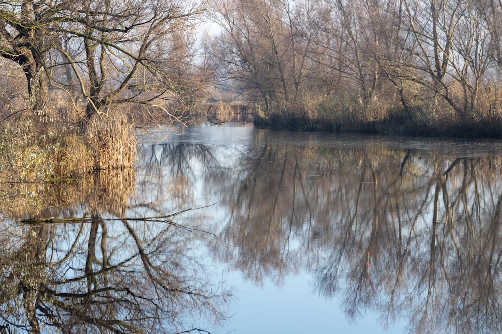 reflection of trees on body of water