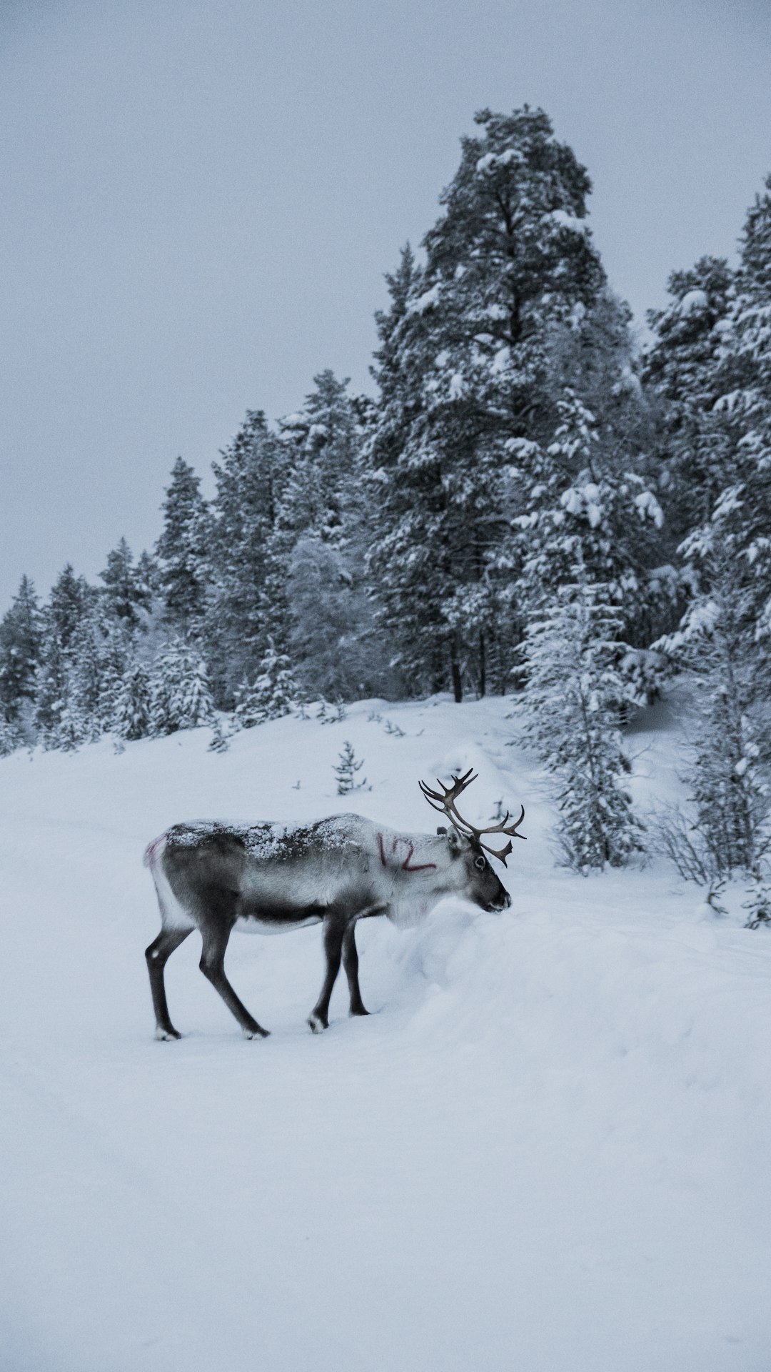 Travel Tips and Stories of Lapland in Finland