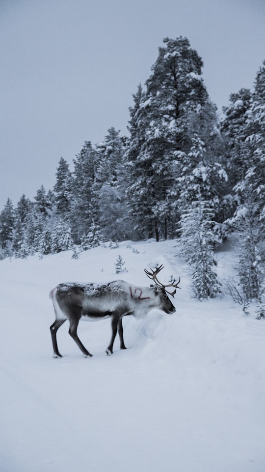 gray elk in Lapland Finland