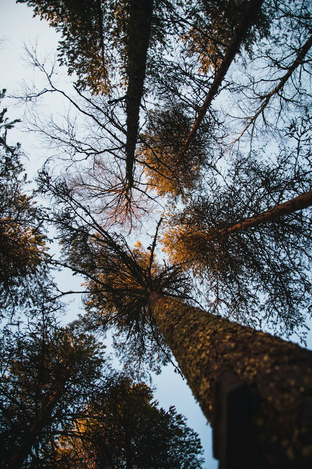 brown tree