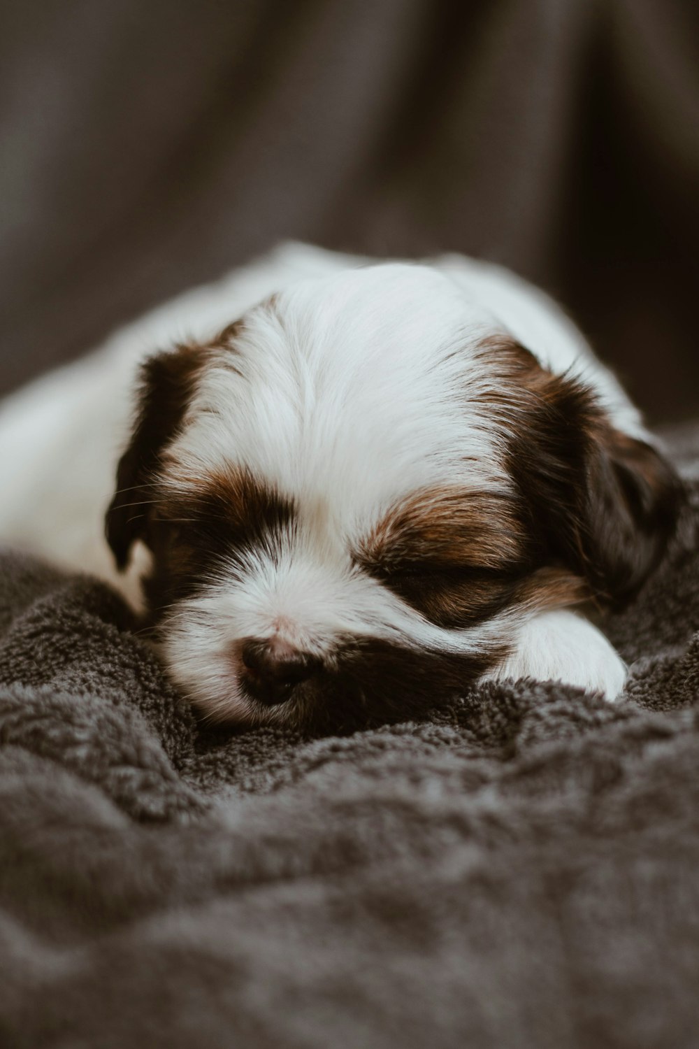 灰色の布地の上で寝ている子犬