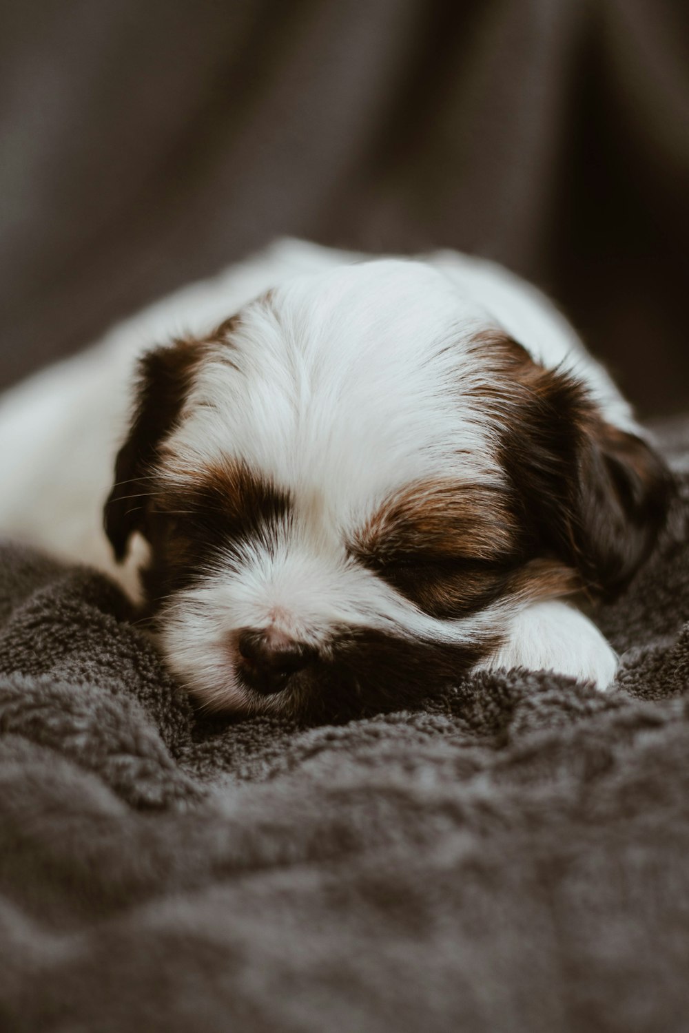 puppy sleeping on gray textile