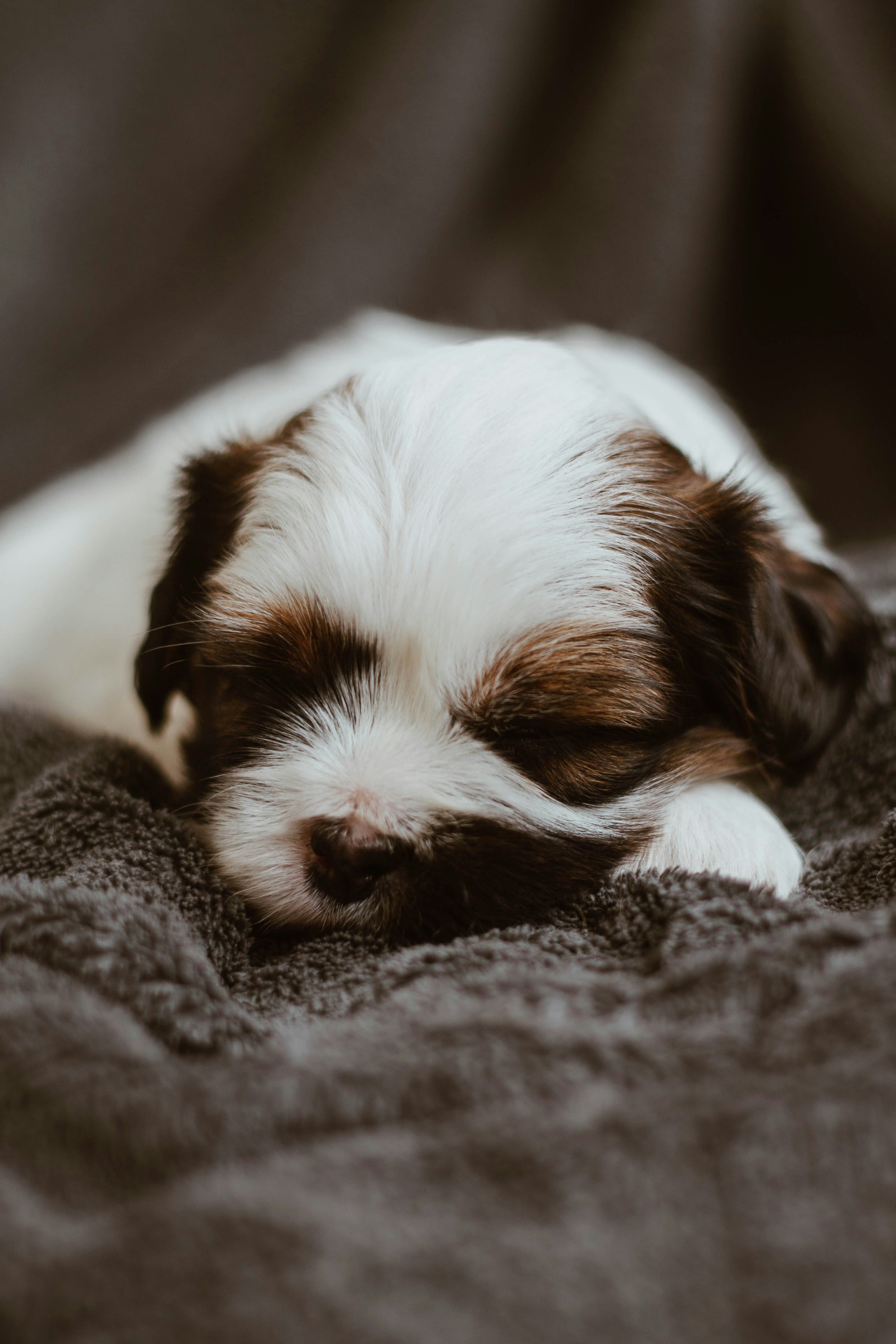 Sleeping doggy beauties.