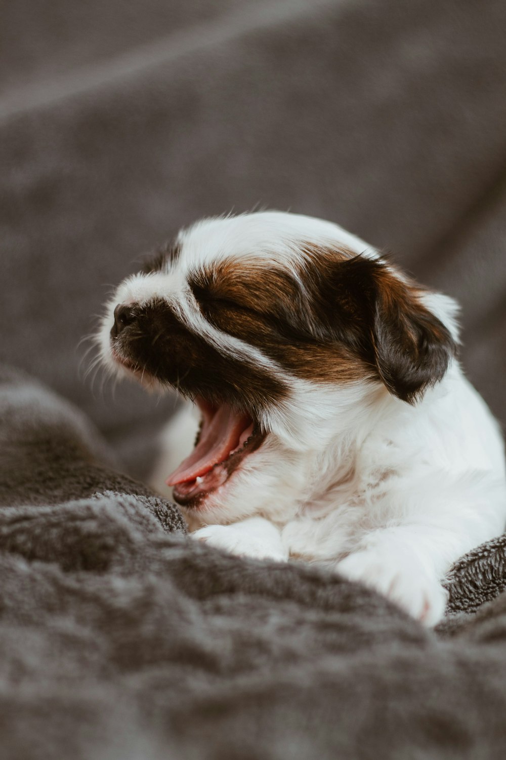 short-coated white and brown puppy yawning