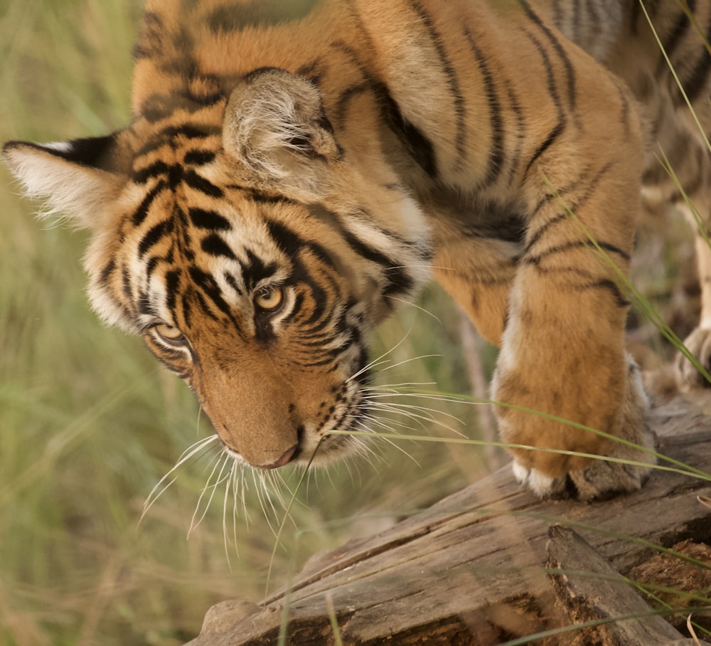 tiger on tree trunk