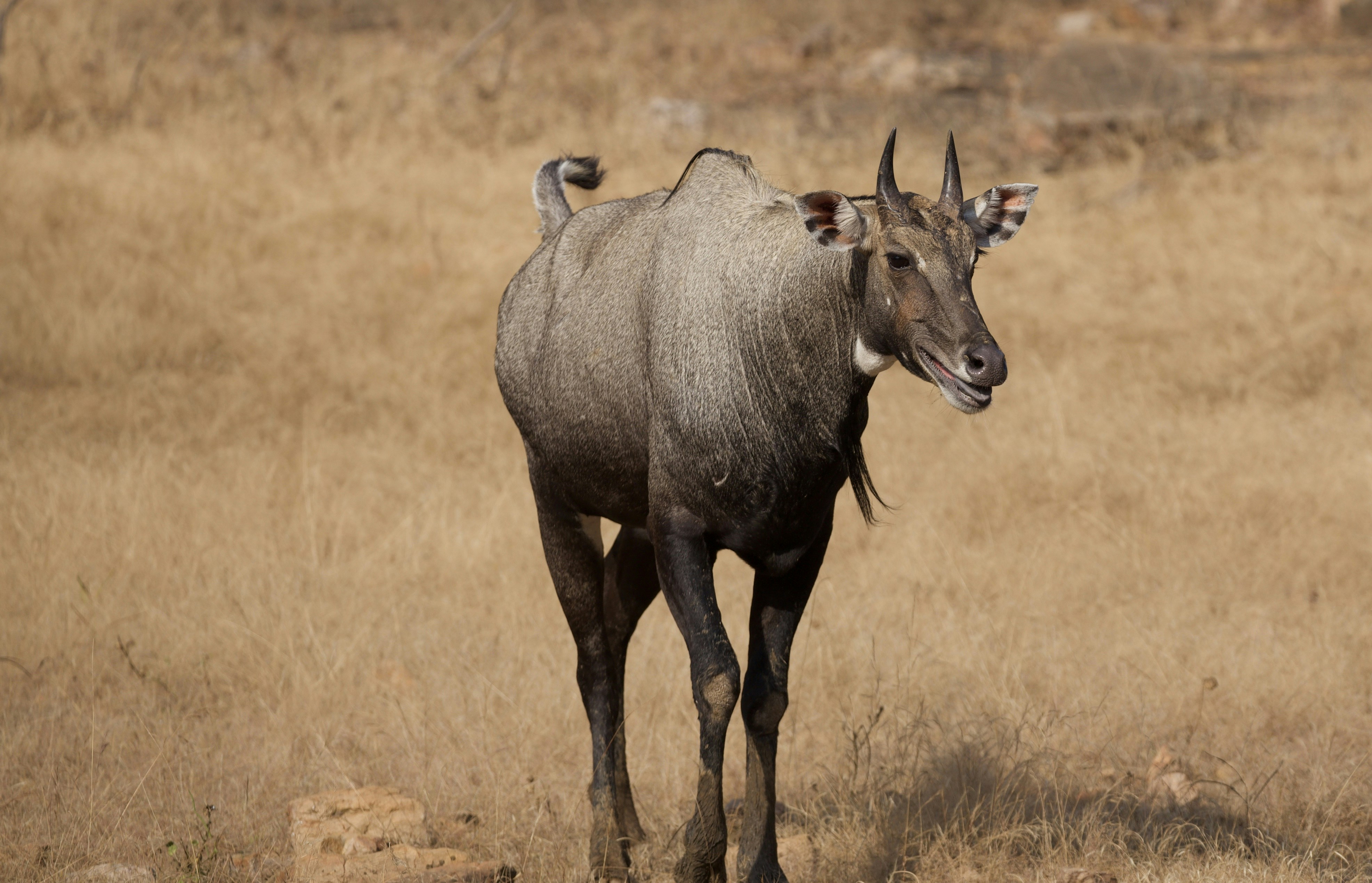 Photo by lakshmimn68