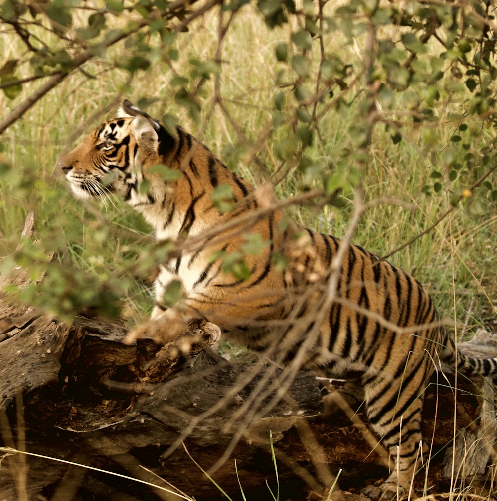 brown tiger on tree trunk