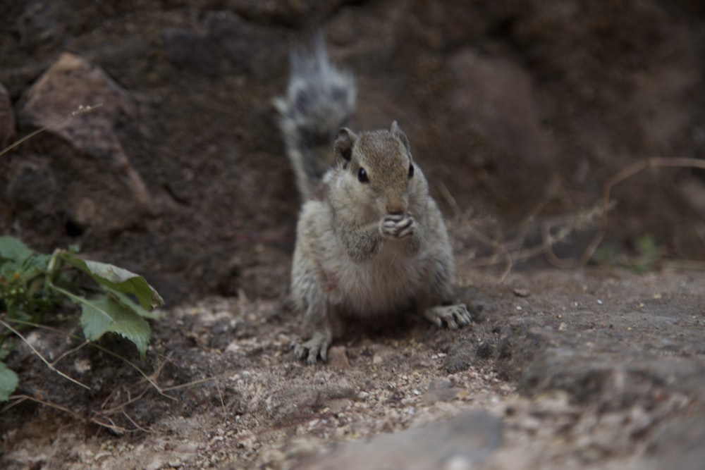 squirrel eating near rocks