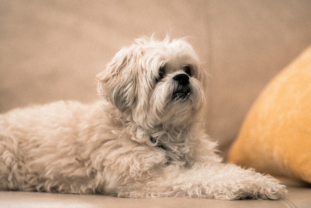 Brown Coated Dog Photo Free Animal Image On Unsplash