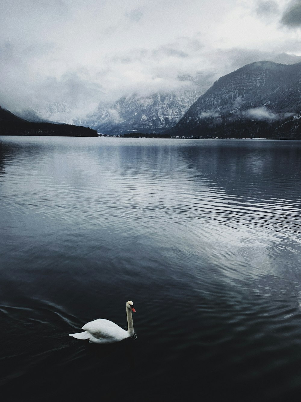 white duck on body of water viewing mountain in foggy day