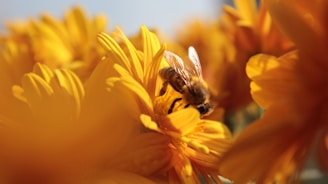 bee pollinating flowers