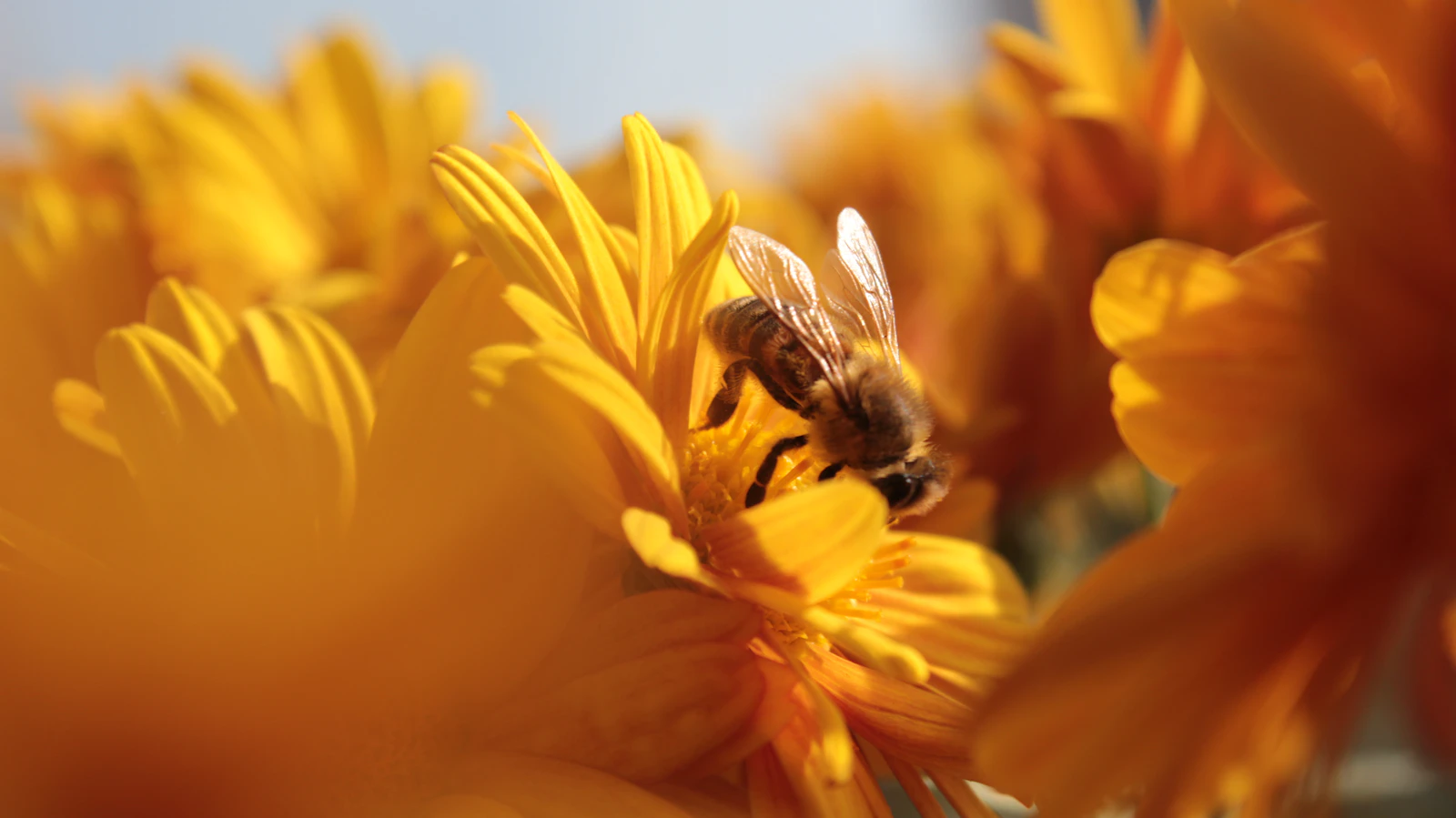 A bee collecting pollen from small flowers