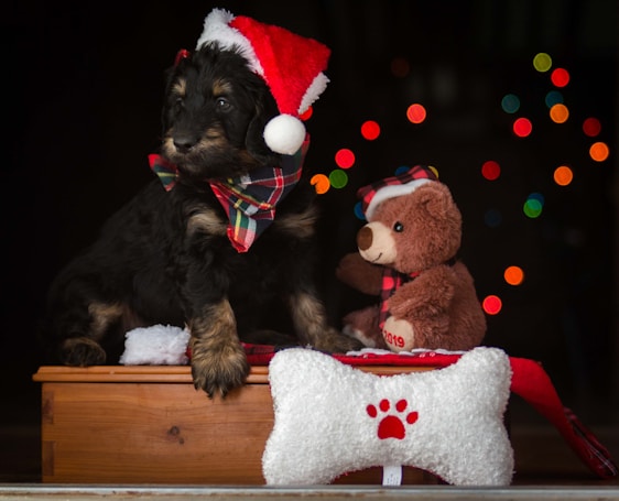 A fluffy black and brown puppy is wearing a Santa hat and a plaid bandana while sitting on a wooden box. Beside the puppy is a brown teddy bear also dressed in a festive plaid outfit. A large white bone-shaped pillow with a red paw print is in front of them. The background features colorful, out-of-focus holiday lights.