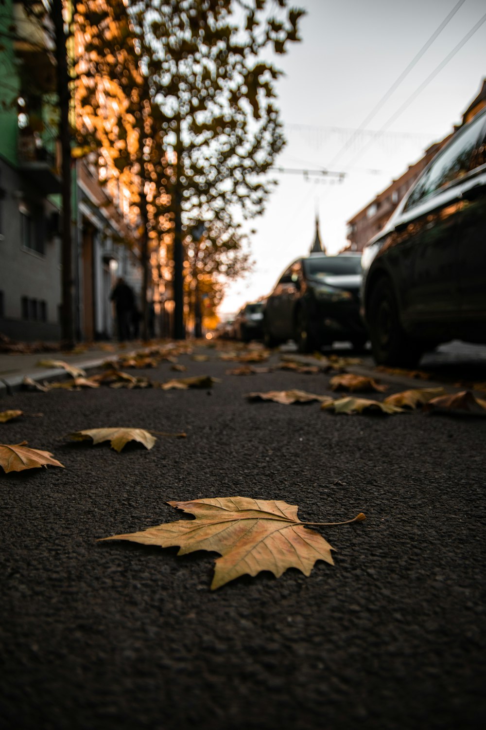 brown maple leaves along a black asphalt road