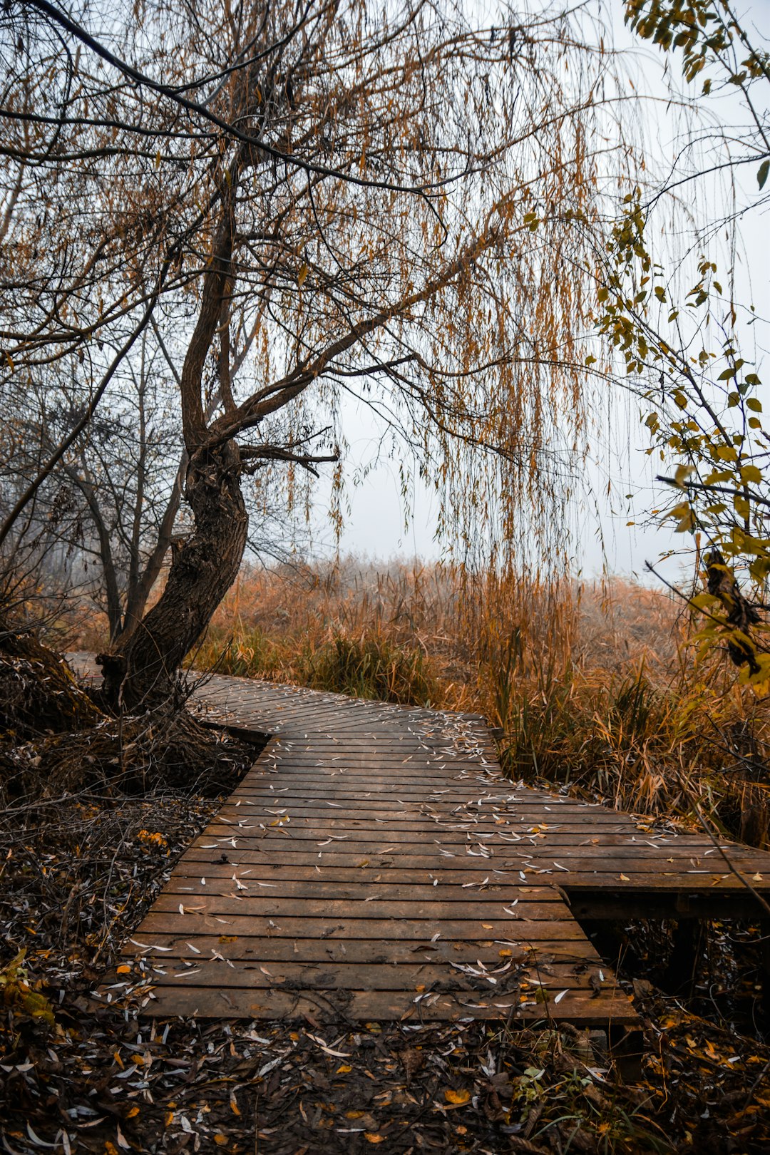 Nature reserve photo spot Cluj-Napoca Dragomiresti