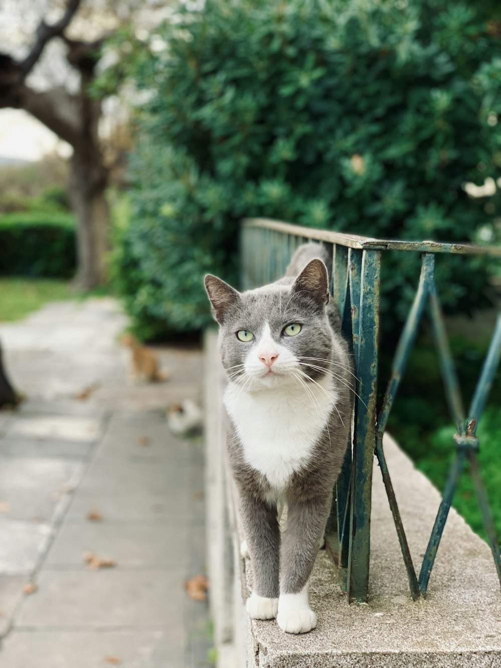 selective focus photography of gray cat beside rail