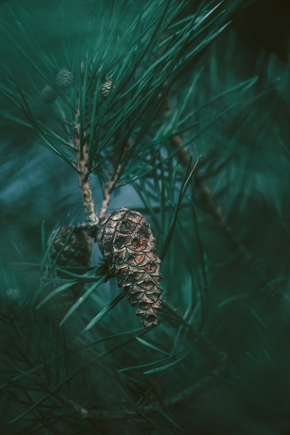 a pine cone hanging from a pine tree