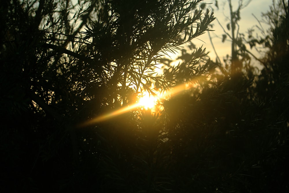 silhouette of trees during golden hour