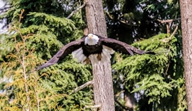A bald eagle is captured in mid-flight amongst a dense forest of evergreen trees. Its wings are spread wide, showcasing its impressive wingspan. The background includes lush green foliage and several tree trunks, suggesting a natural, wooded habitat.