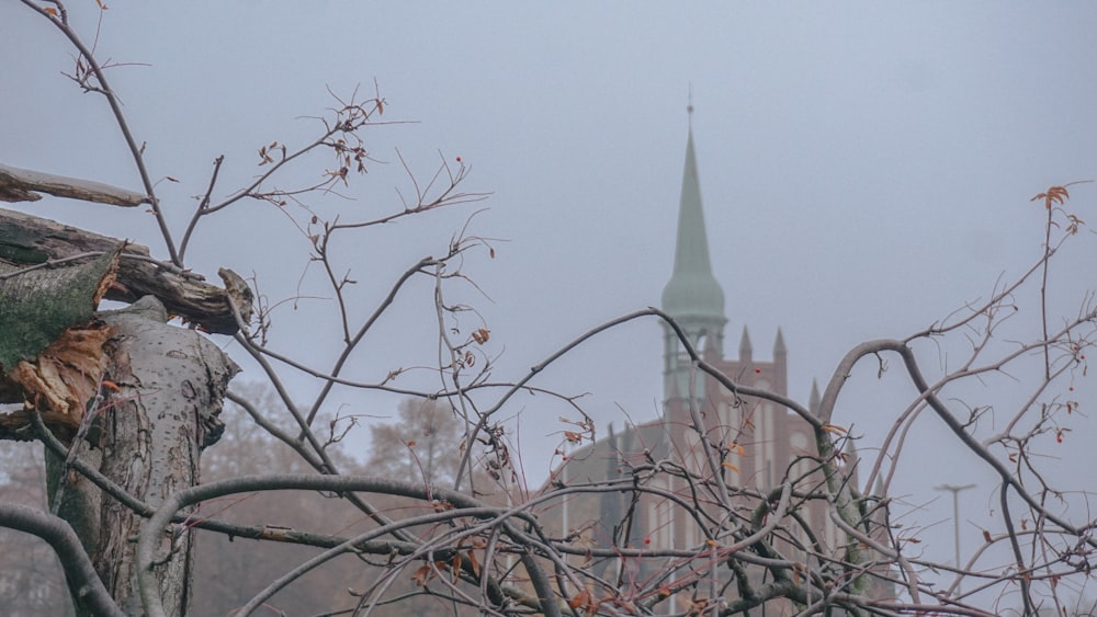 arbre nu gris