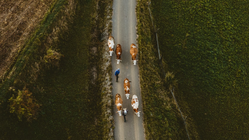 high angle photo of people riding bicycle