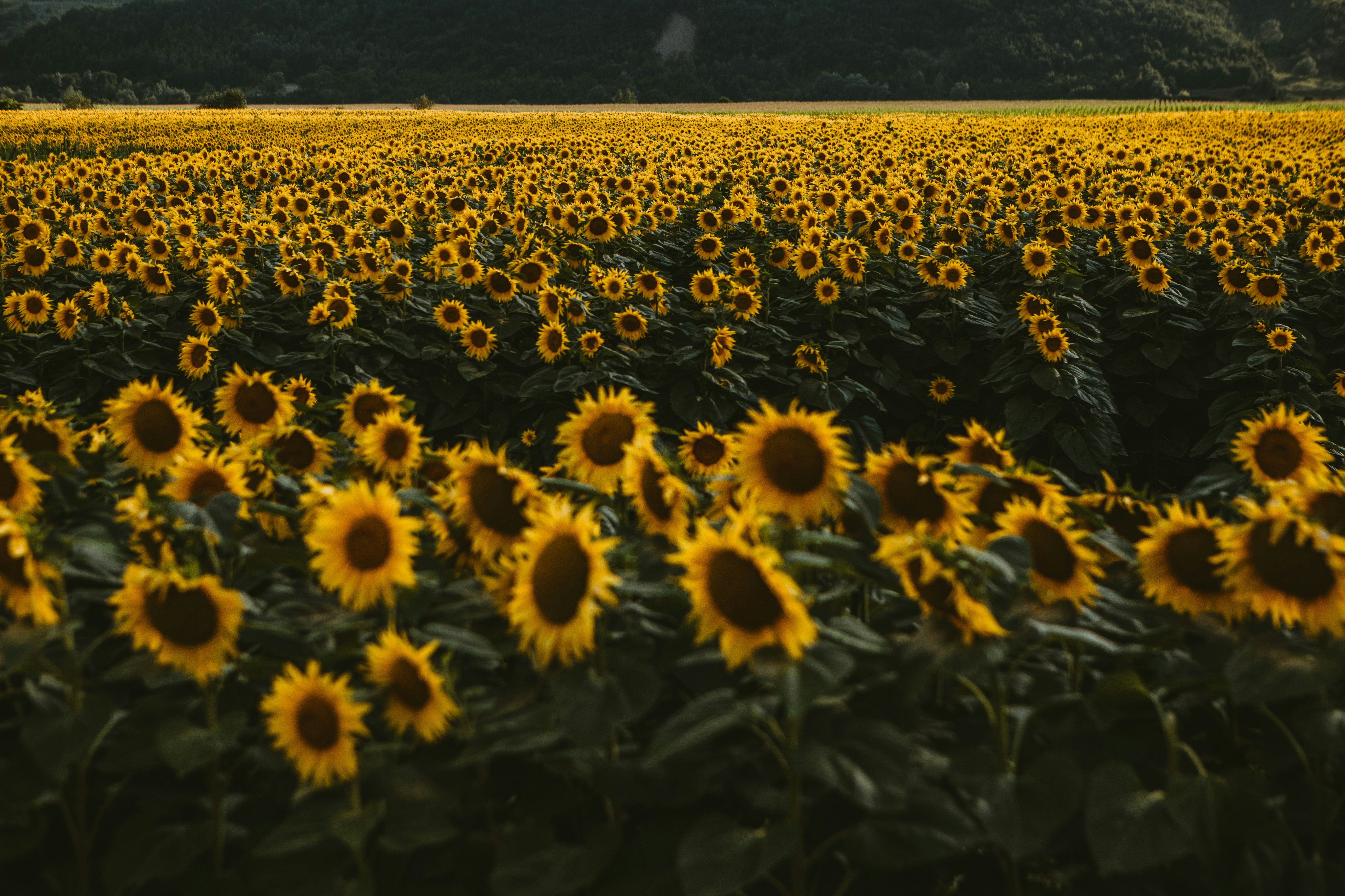 Photo by sandorlucas