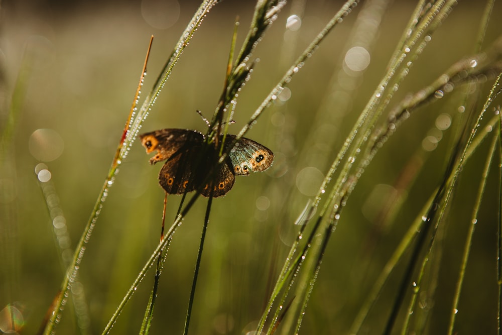 a small butterfly sitting on a blade of grass