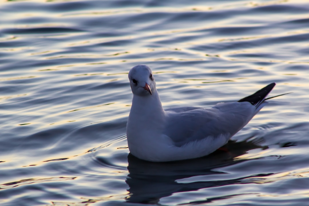 shallow focus photo of white and gray bird on body of water