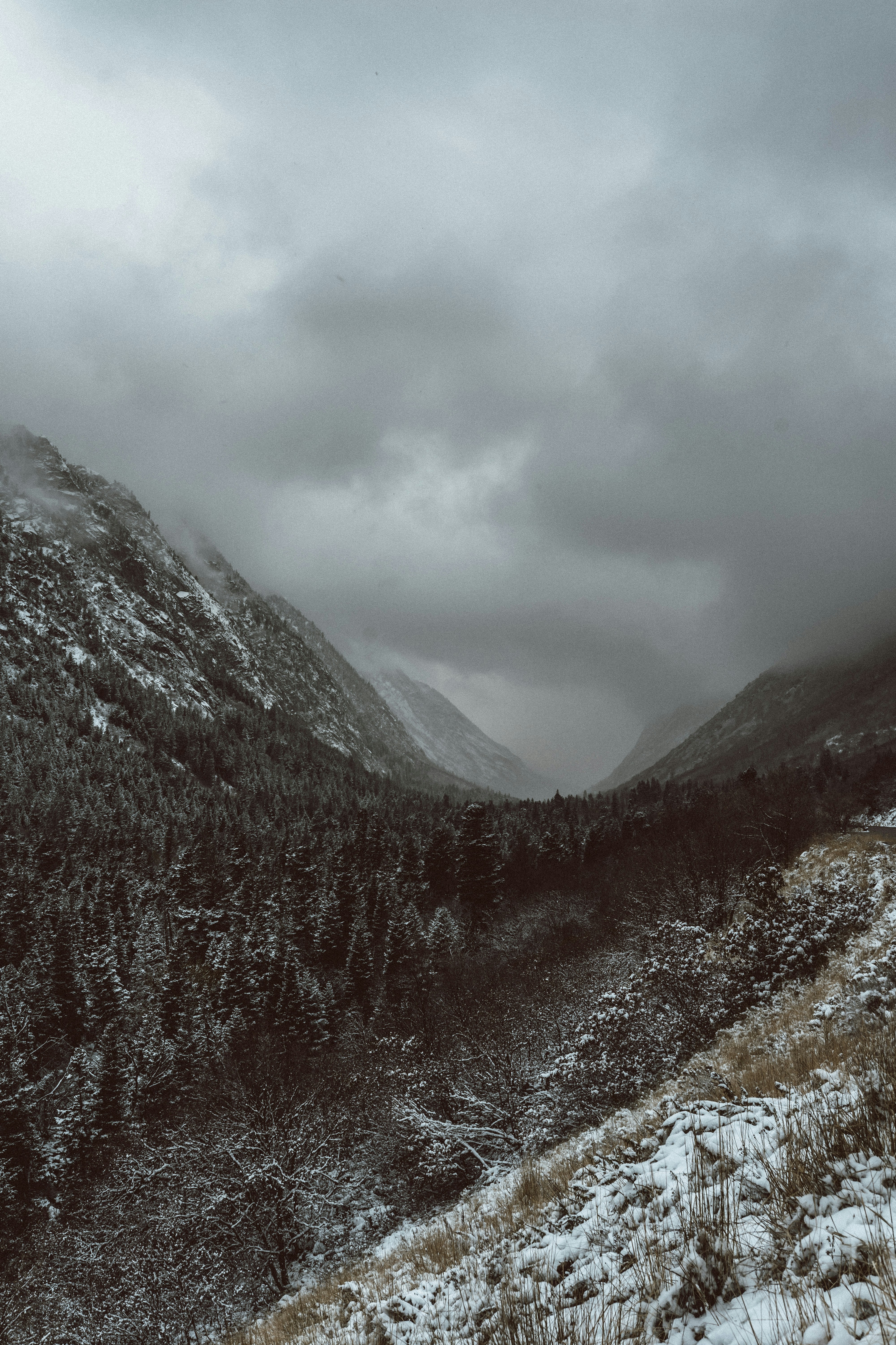landscape photography of trees and mountain