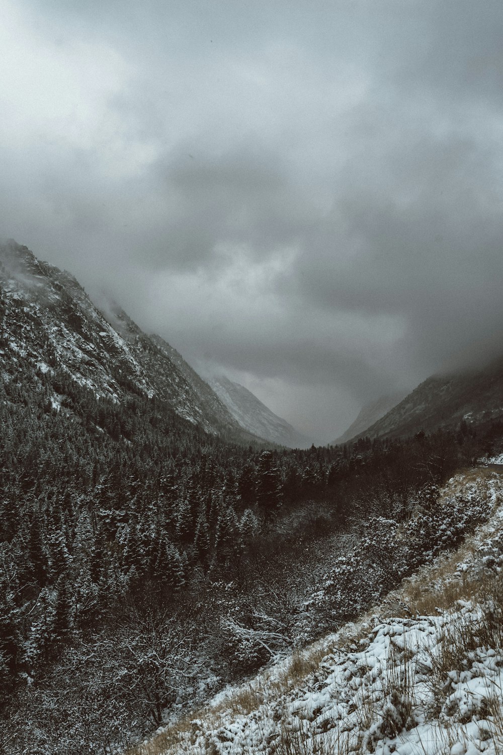 landscape photography of trees and mountain