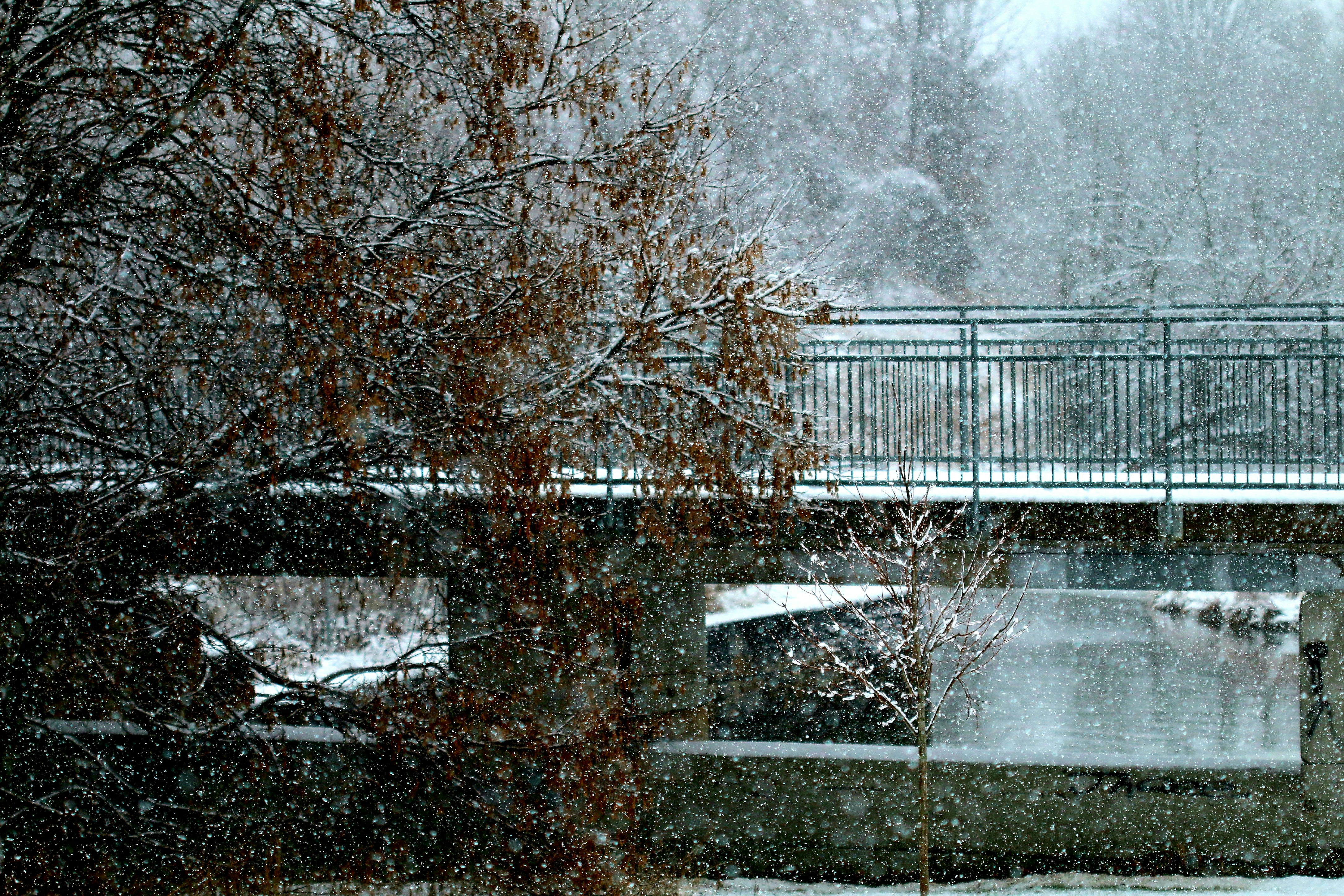 brown-leafed tree blizzard teams background