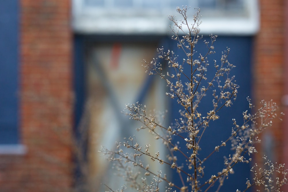 closeup photo of plant