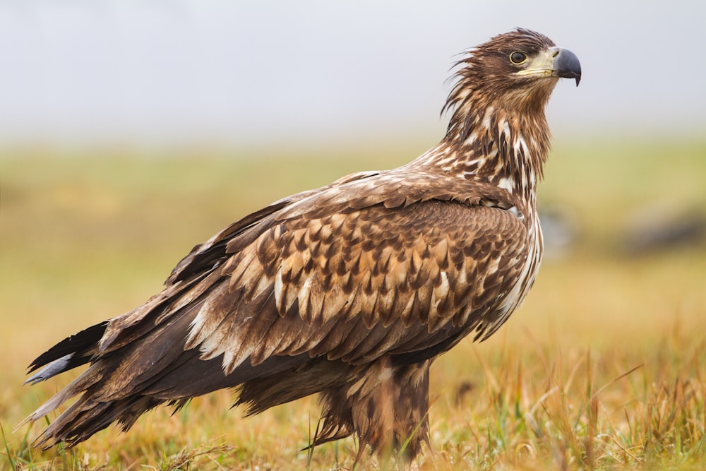 brown eagle