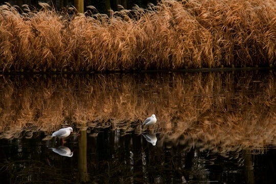 two white bids on body of water in Łazienki Park Poland