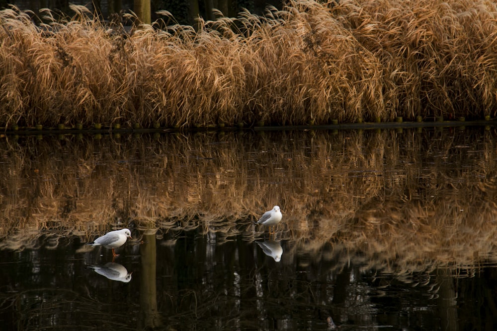 two white bids on body of water