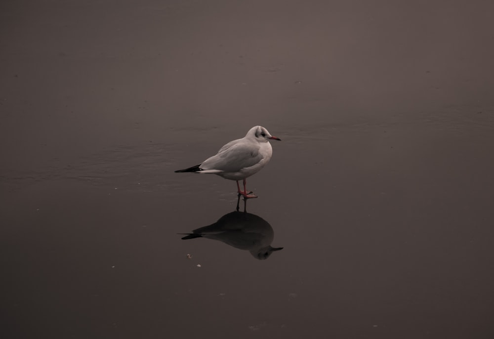 pássaro branco e cinzento