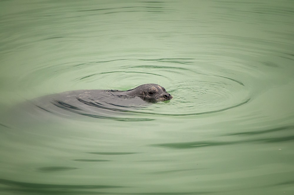 black animal on body of water