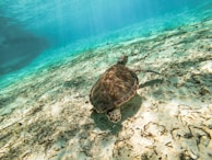 A sea turtle swims along the sandy ocean floor, which is covered in sparse seagrass. Sunlight filters through the clear turquoise water, creating dappled patterns on the sand. The scene evokes a sense of peacefulness and calmness in a natural underwater environment.